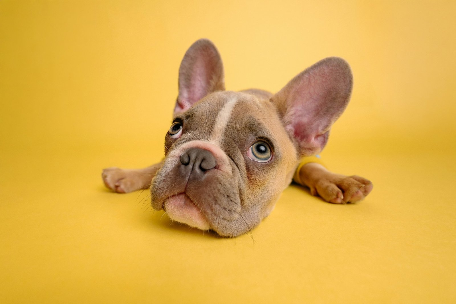 French Bulldog puppy during playtime