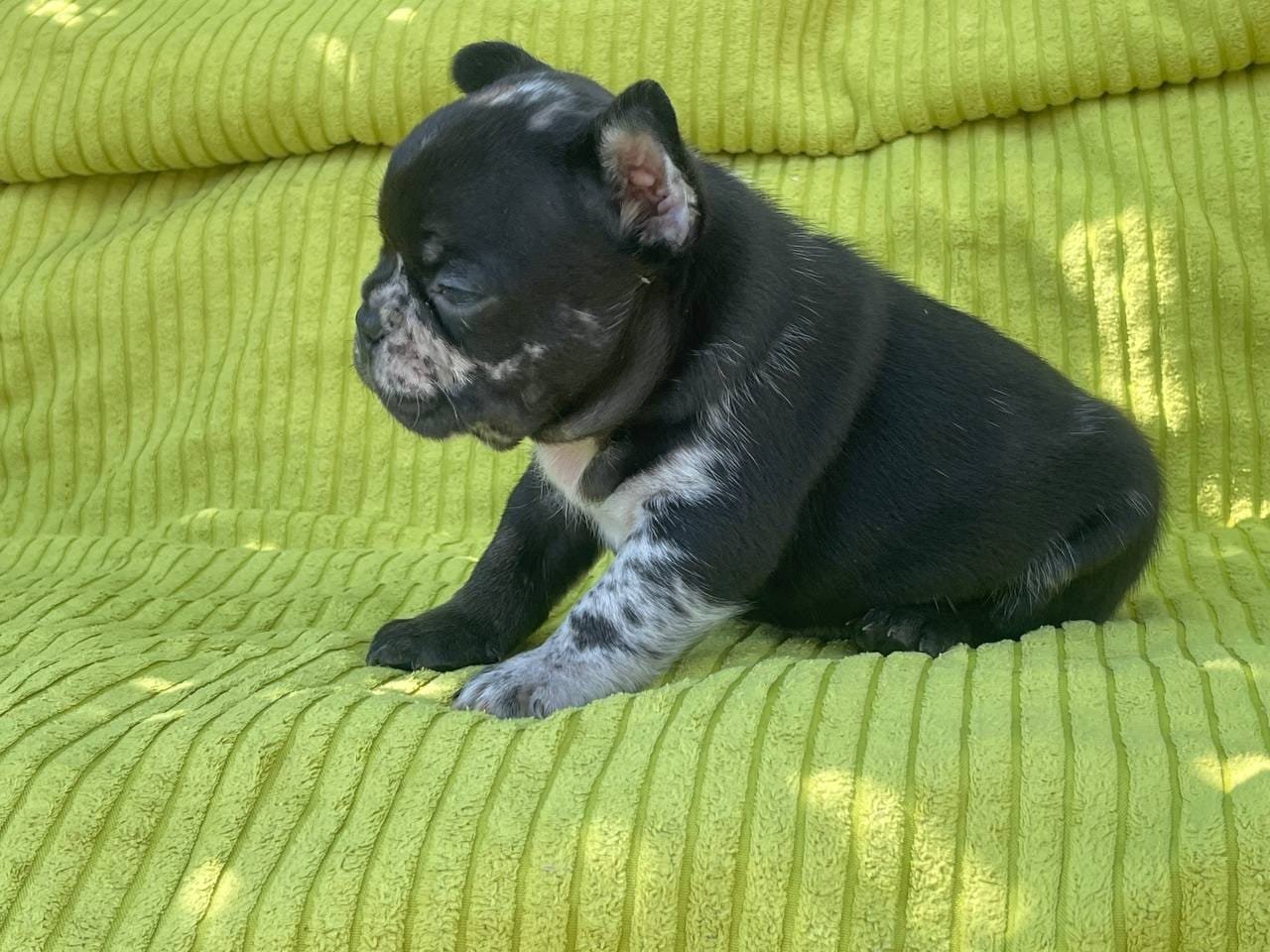 Archie French Bulldog puppy photo 2