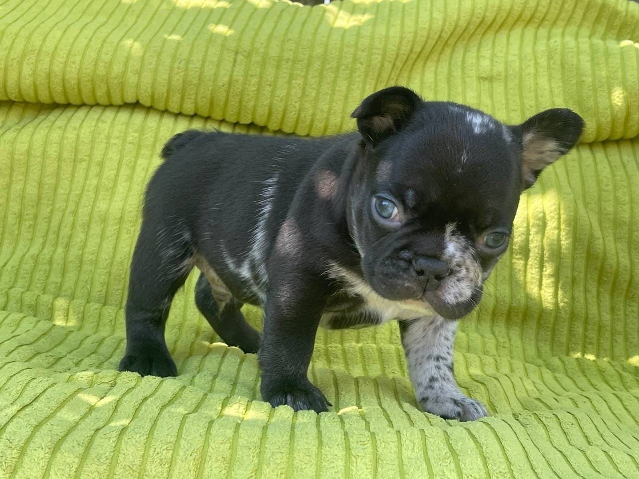 Archie French Bulldog puppy photo 3