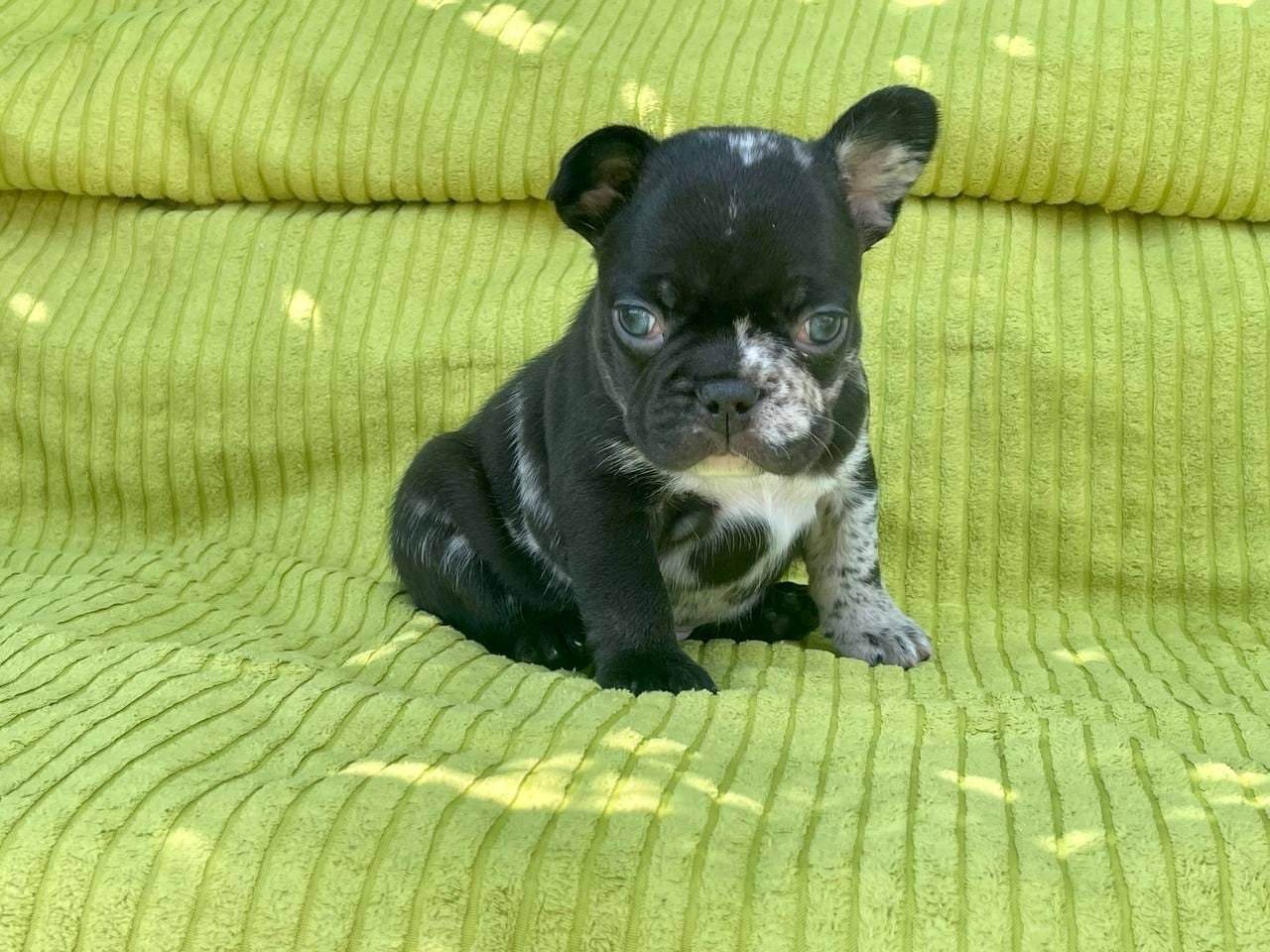 Archie French Bulldog puppy photo 5