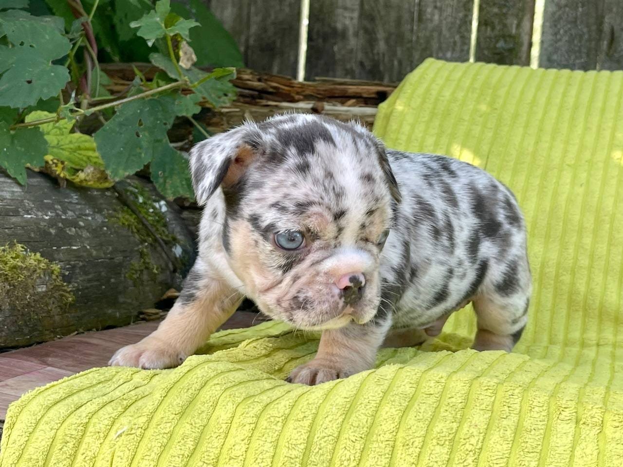Bella French Bulldog puppy photo 4