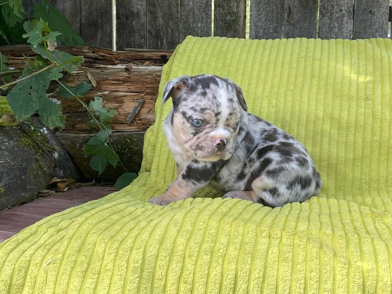 Bella French Bulldog puppy photo 5