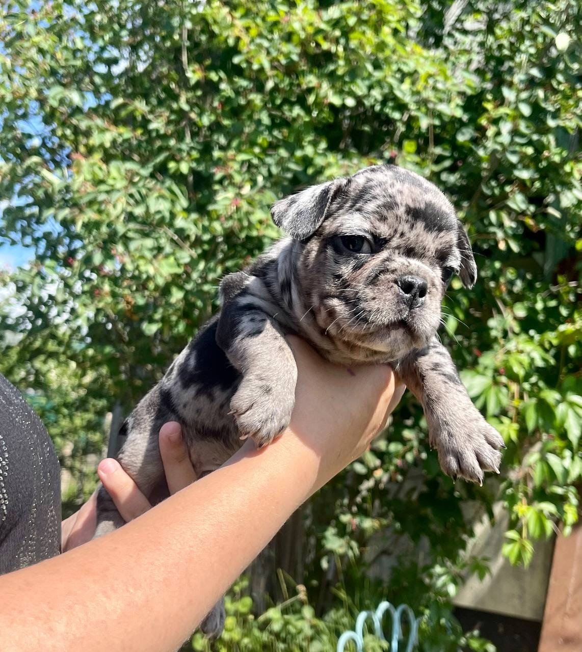 Luna French Bulldog puppy photo 1