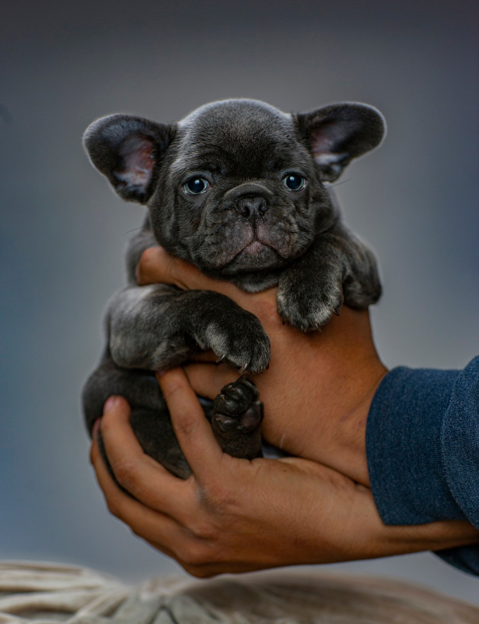 Black French Bulldog puppy held gently