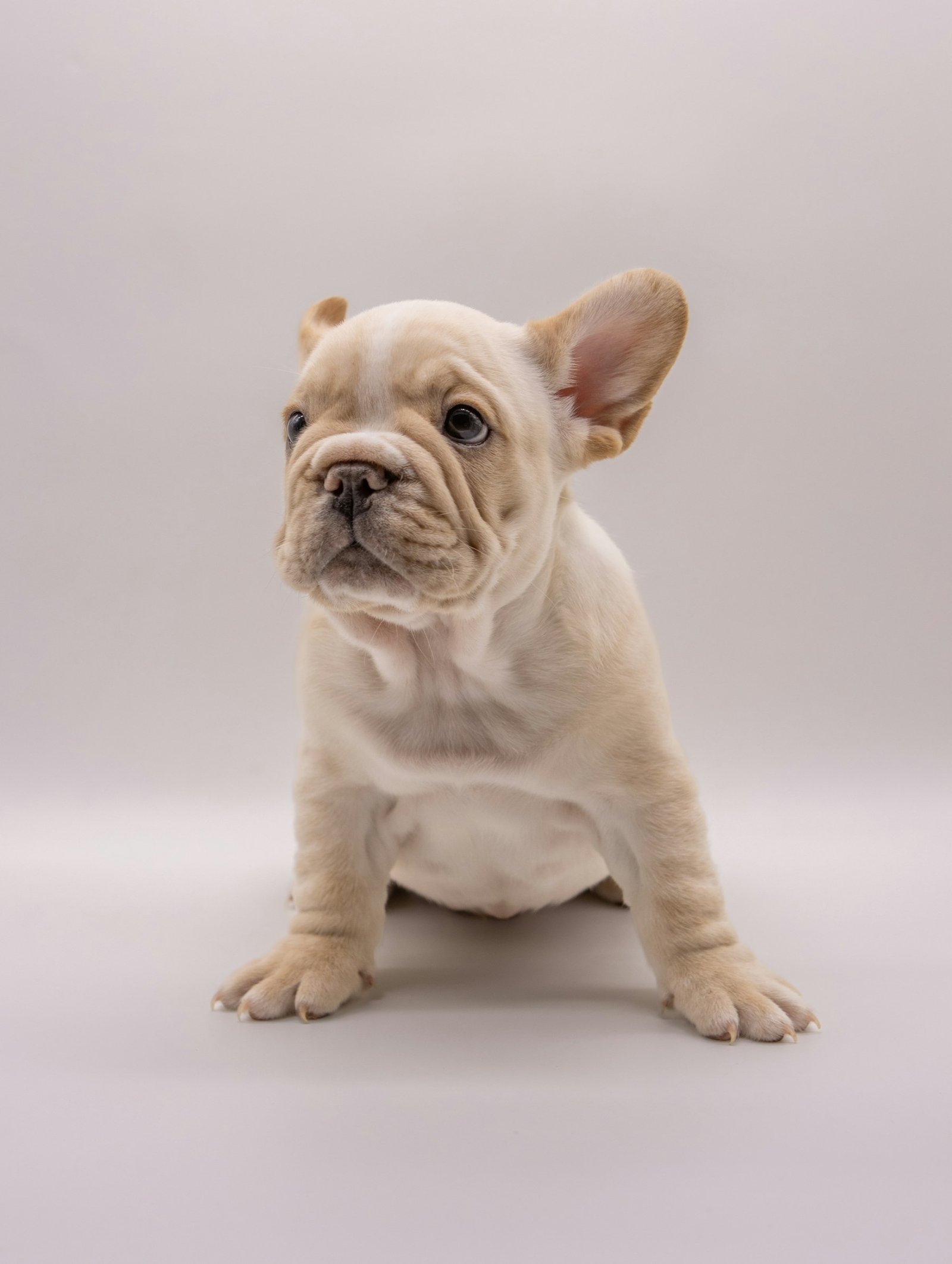 Cream French Bulldog puppy sitting for a portrait