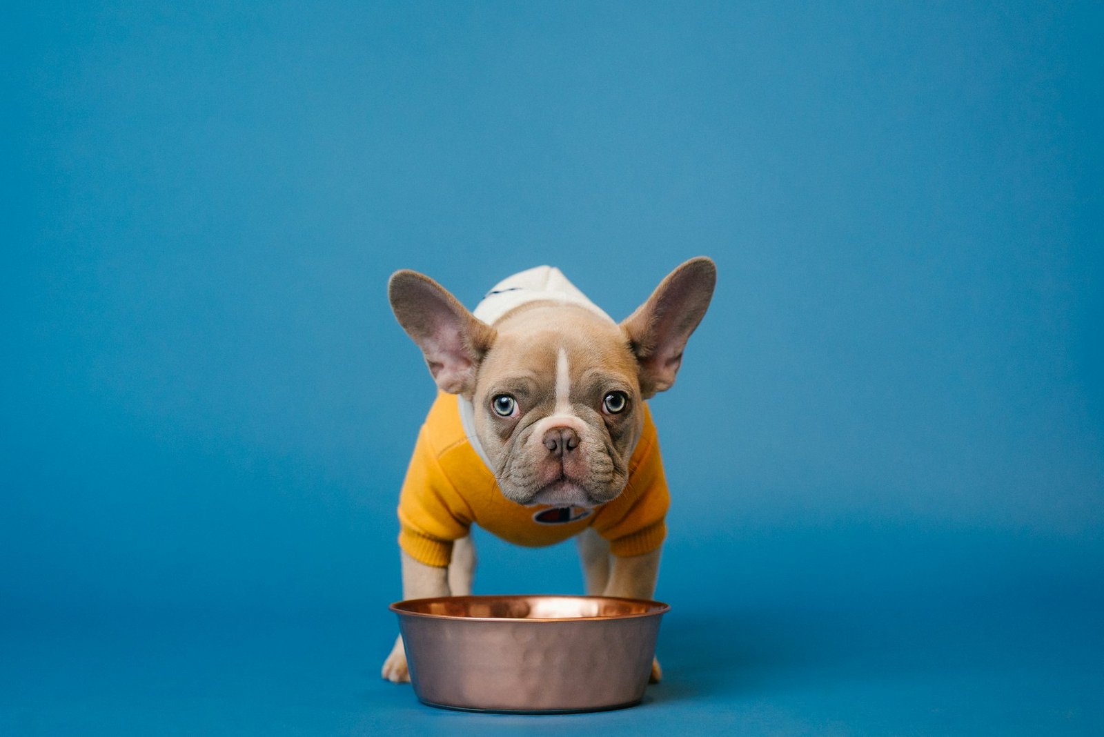 French Bulldog puppy near food bowl