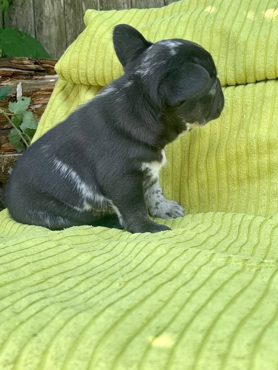 Archie French Bulldog puppy
