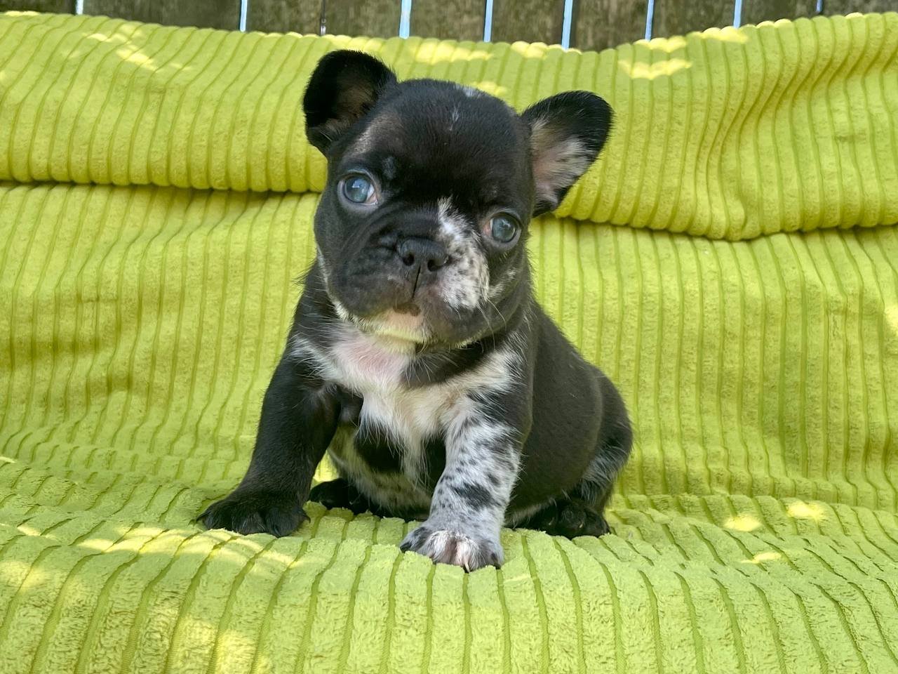 Archie French Bulldog puppy photo 4