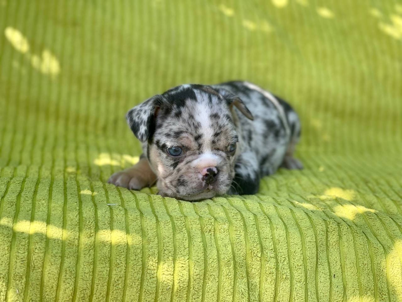 Bella French Bulldog puppy photo 2