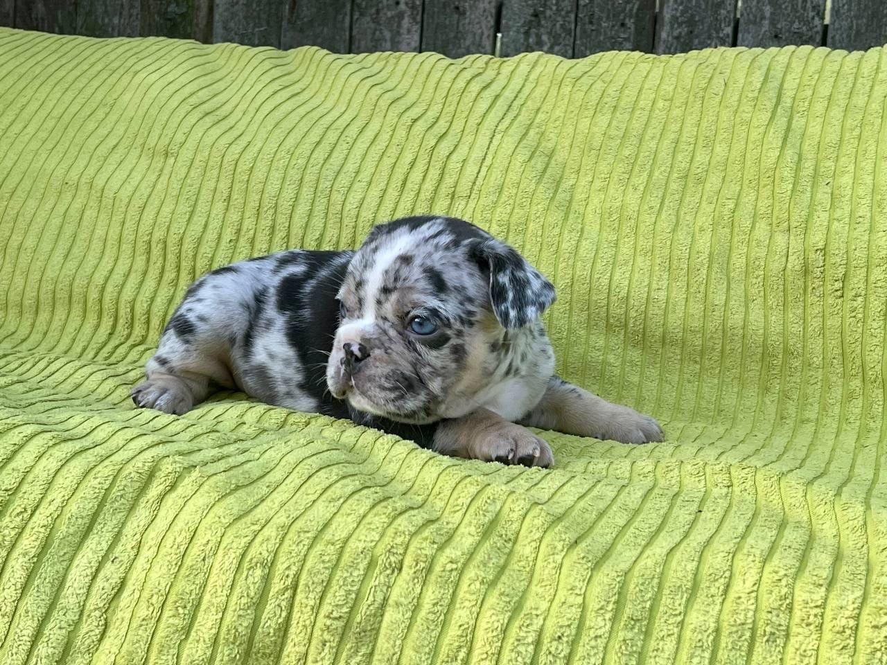 Bella French Bulldog puppy photo 3