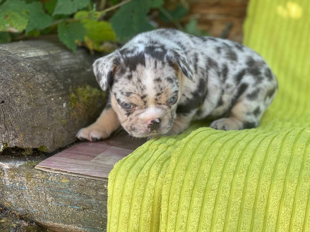 Bella French Bulldog puppy photo 6
