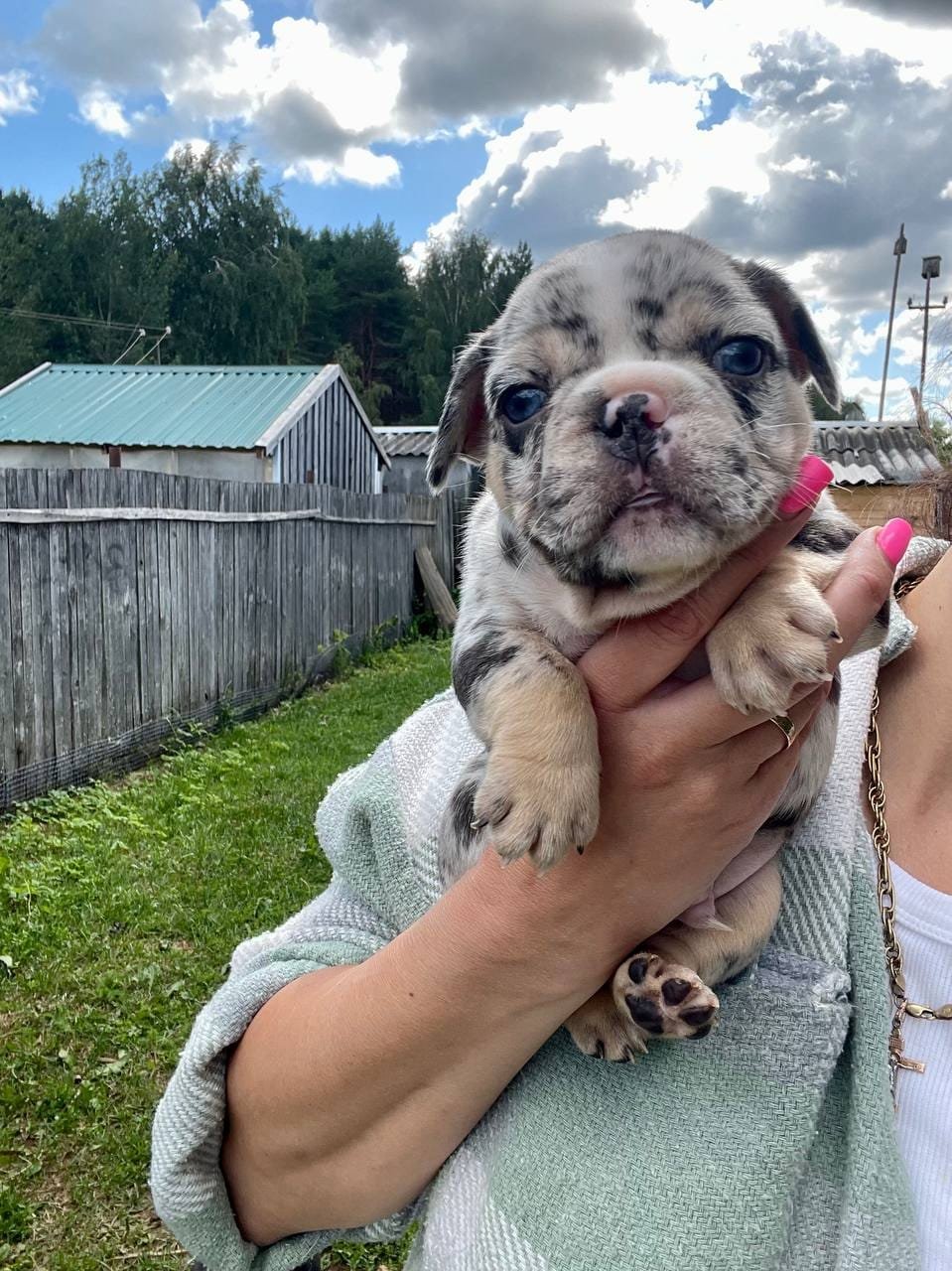 Bella French Bulldog puppy photo 7