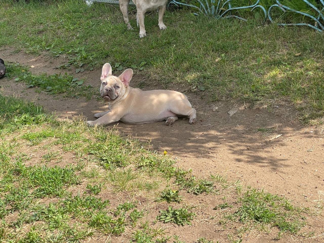 Daisy French Bulldog puppy photo 1