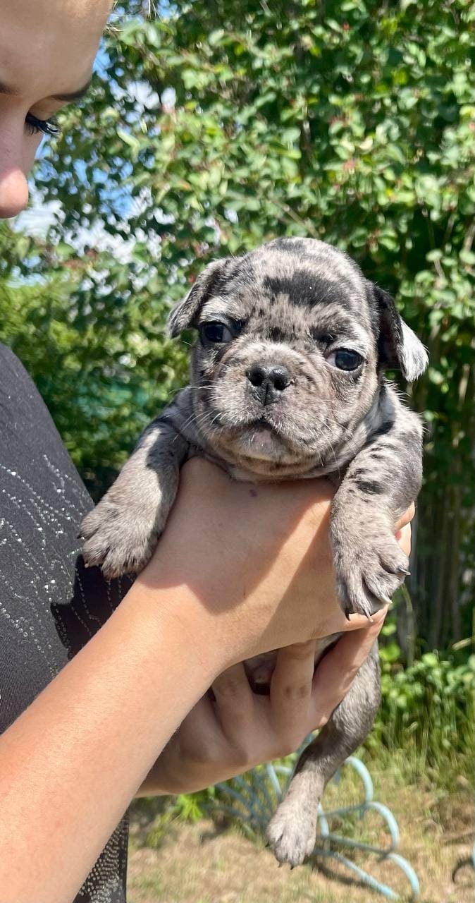 Luna French Bulldog puppy photo 2