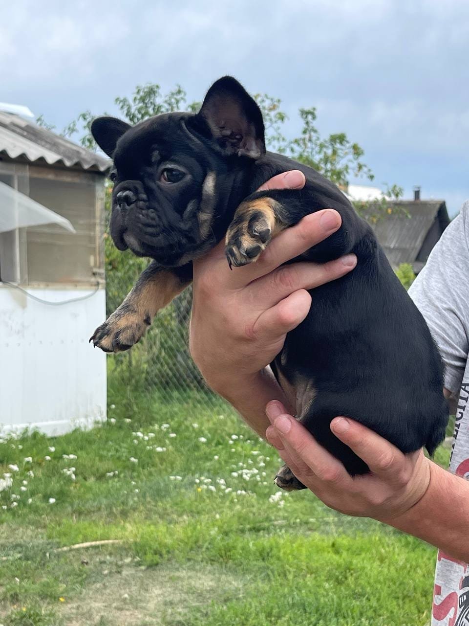 MINO French Bulldog puppy photo 3