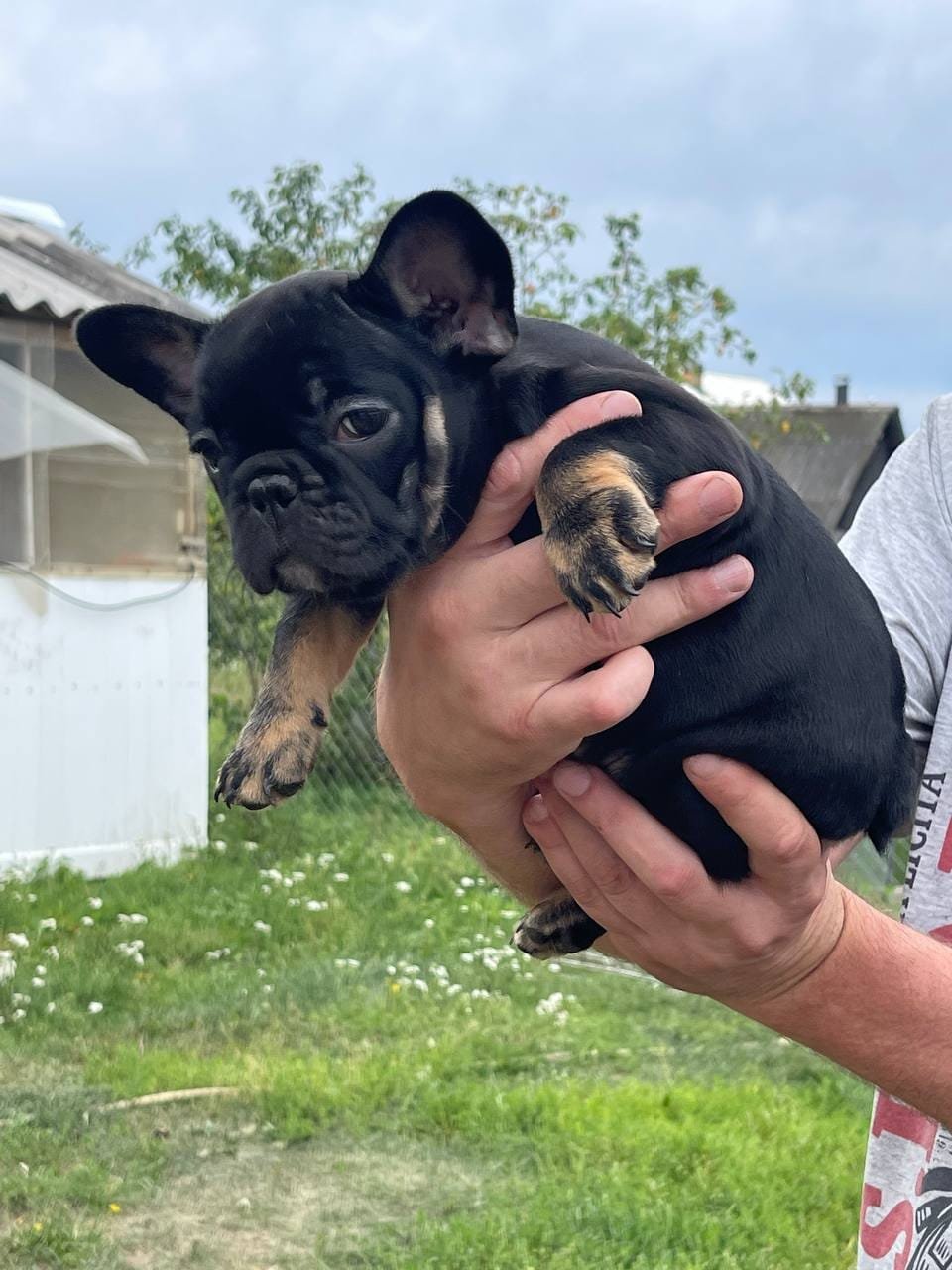 MINO French Bulldog puppy photo 2