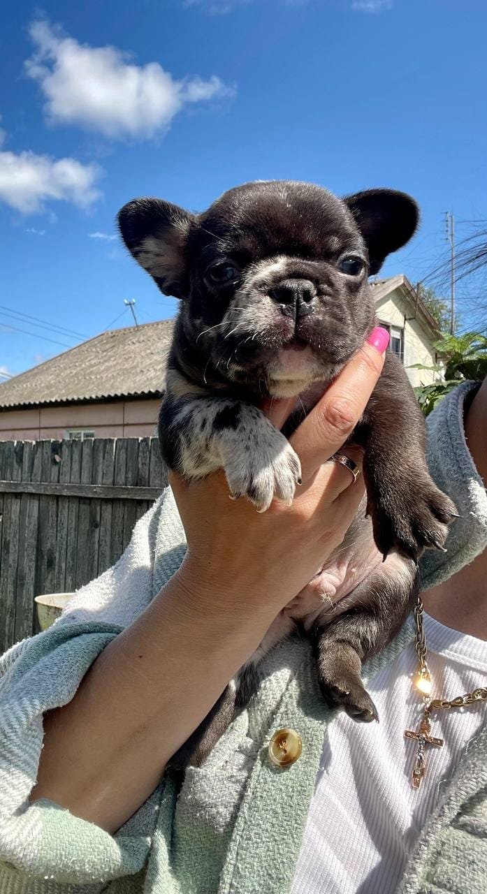 JIM French Bulldog puppy photo 2