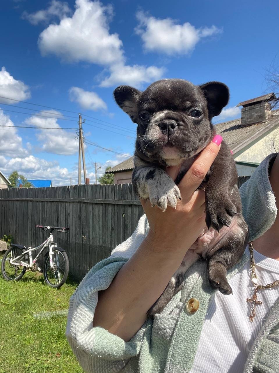 JIM French Bulldog puppy photo 1