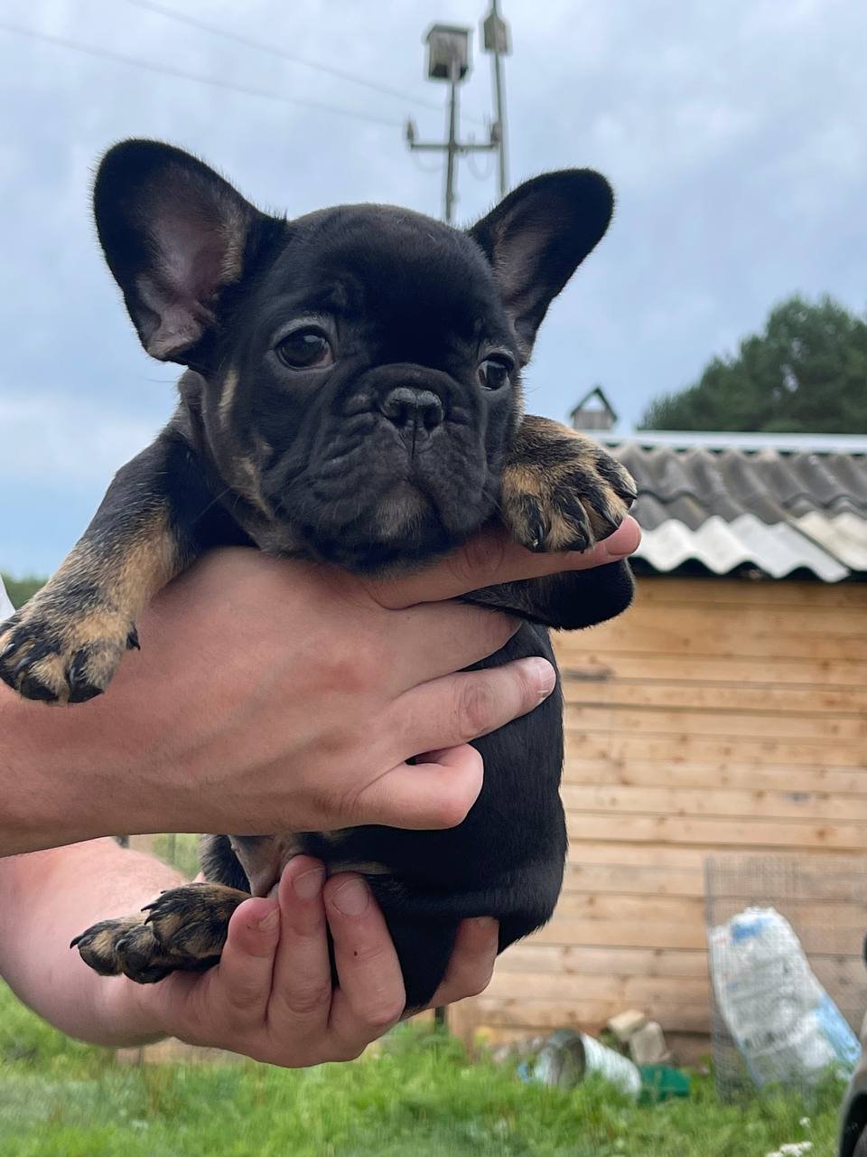 MINO French Bulldog puppy